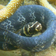 A turtle-headed sea snake. Image: Claire Goiran